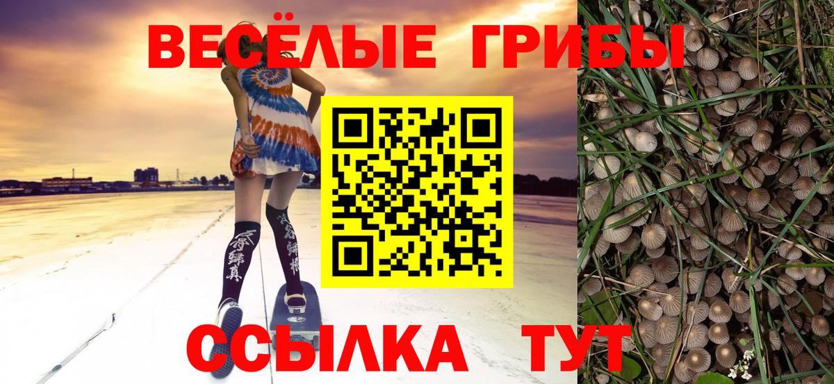 Псилоцибиновые грибы Psilocybe Зеленодольск